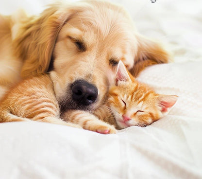 Hunde und Katzen Pfoten Schneider mit LED - Licht - wagnershop24.com